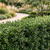 Green boutiQ - 40x Ilex crenata Stokes - Japanse Hulst - Haagplanten - Groenblijvend - Groen - Pot 9cm - Hoogte 20-30cm