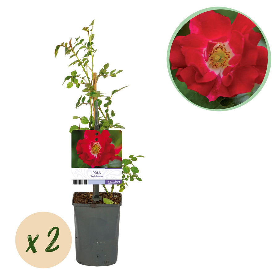 Rosa Red Queen – 2 planten · 40 cm hoog