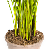 Dypsis Areca Lutescens met mand Ø21cm - ↕100 - 120cm