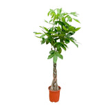 Pachira Aquatica - 100cm - ø21cm