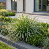 Green boutiQ - Grassen - Carex morrowii Ice Dance - Japanse Zegge - Groenblijvend - Creme-Groen - 12 Planten - Pot 11cm - Hoogte 15-25cm