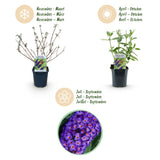 Green boutiQ - Tuinplant - Buddleja davidii Empire Blue - Vlinderstruik - Winterhard - Blauw - 3 Planten - Pot 17cm - Hoogte 45cm
