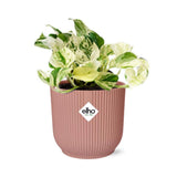 Epipremnum Pinnatum Happy Leaf in ELHO Vibes Fold 14cm roze
