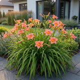Green boutiQ - Vasteplant - Hemerocallis Pink Damask - Daglelie - Bijen en Vlinderlokkers - Roze - 24 Planten - Pot 11cm - Hoogte 15-25cm