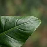 Green boutiQ - Kamerplant - Philodendron - Philodendron Imperial Green - Groen - Weinig onderhoud - 1 Plant - Pot 19cm - Hoogte 65cm