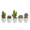 Cactus mix 5.5 cm - 5x - in witte pot