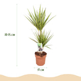Green BoutiQ - Green is... Kamerplanten - Dracaena Sunray - Drakenbloedboom - Weinig onderhoud - Groen - 2 Planten - Pot 17cm - Hoogte 70-75cm