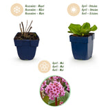 Green boutiQ - Vasteplant - Bergenia cordifolia - Schoenlappersplant - Schaduw - Roze - 6 Planten - Pot 11cm - Hoogte 15-25cm