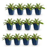 Green boutiQ - Vasteplant - Scabiosa col. Pink Mist - Duifkruid - Bijen en Vlinderlokkers - Roze - 12 Planten - Pot 11cm - Hoogte 15-25cm