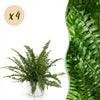 Green boutiQ - Kamerplant - Nephrolepsis exaltata Green Lady - Varen - Huisdiervriendelijke Plant - Groen - 4 Planten - met Potter Wit - Pot 12cm - Hoogte 25cm