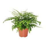 Asplenium Parvati - Ø17cm - ↕30cm