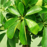 Green BoutiQ - Green is... Kamerplanten - Schefflera Nora - Vingerboom - Weinig onderhoud - met mand - Groen - 1 Plant - Pot 21cm - Hoogte 70-82cm