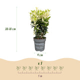Green boutiQ - 16x Euonymus japonica Paloma Blanca - Kardinaalsmuts - Haagplanten - Groenblijvend - Groen - Wit - Pot 9cm - Hoogte 20-30cm