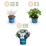 Green boutiQ - Tuinplant - Hydrangea Endles Summer The Orginal Blue - Hortensia - Winterhard - Blauw - 1 Plant - Pot 14cm - Hoogte 20-25cm