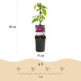 Green boutiQ - Klimplant - Clematis Westerplatte - Bloem Rood - Weinig onderhoud -2 planten -Pot 11cm Hoogte 40cm