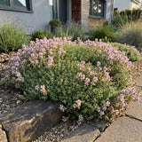 Green boutiQ - Vasteplant - Thymus praecox Minor - KruipTijm - Geurend - Roze - 6 Planten - Pot 11cm - Hoogte 15-25cm