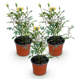 Green boutiQ - Tuin Roos - Rosa Tricolor Fairy - Roos - Winterhard - Geel-Roze - 3 Planten - Pot 12cm - Hoogte Hoogte 20-25cm