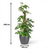 Green boutiQ - Kamerplant - Mini Gatenplant - Monstera Minima Mosstok - Groen - Weinig onderhoud - 1 Plant - met Potter Grijs - Pot 19cm - Hoogte 90cm