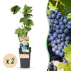 Green boutiQ - Fruitplant - Vitis vinifera Regent - Druivenplant - Geent - Blauwe Druif - 2 Planten - Pot 15cm - Hoogte 50cm