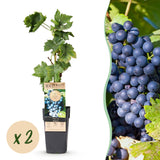 Green boutiQ - Fruitplant - Vitis vinifera Regent - Druivenplant - Geent - Blauwe Druif - 2 Planten - Pot 15cm - Hoogte 50cm