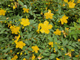 48x Hypericum dummeri 'Peter Dummer' - ↕10-25cm - Ø9cm