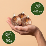 400x Bollenschadutuin - Diversen - Zomerbloeier - Bolmaat 10/12