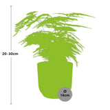 Asparagus Setaceus ‘Plumosus’ in ELHO Vibes Fold 14cm geel
