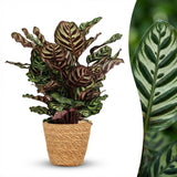 Green boutiQ - Kamerplant - Pauwenplant - Calathea Makoyana - Groen - Weinig onderhoud - 1 Plant - met Mand - Pot 19cm - Hoogte 70cm