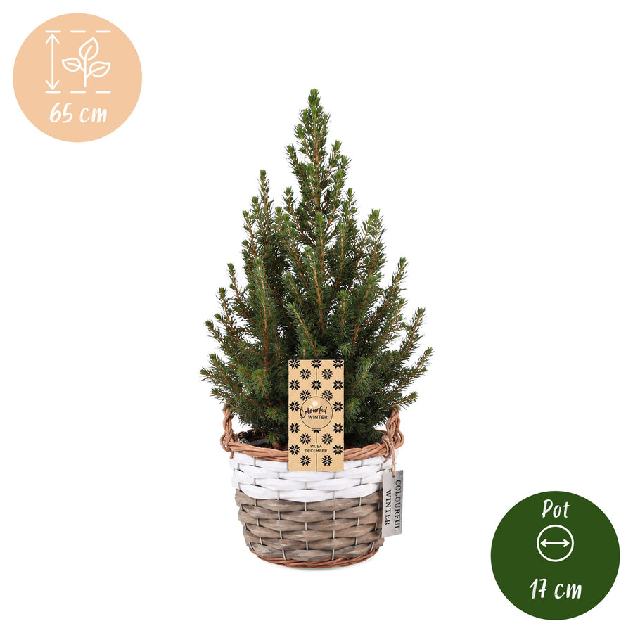 Kegelspar kerstboom – Pot Ø17 cm · 65 cm hoog · met mand (foto 5)