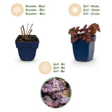 Green boutiQ - Vasteplant - Heuchera micr. Palace Purple - Purperklokje - Schaduw - Paars - 24 Planten - Pot 11cm - Hoogte 15-25cm