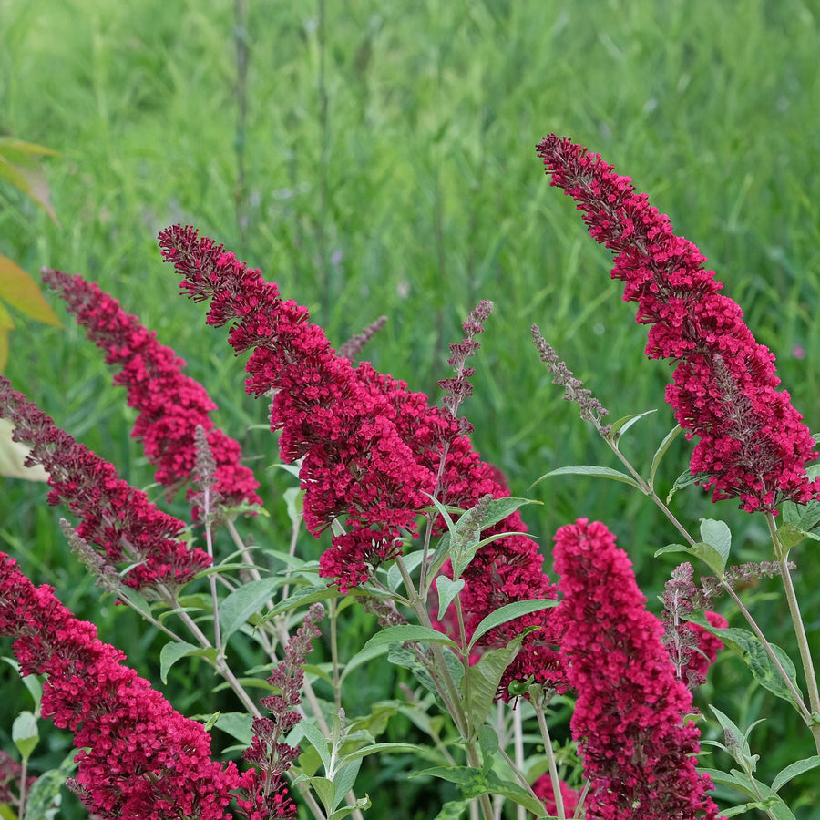 Buddleja davidii Royal Red – 45 cm hoog (foto 6)