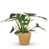 Green boutiQ - Kamerplant - Philodendron - Philodendron Lacerum - Groen - Weinig onderhoud - 1 Plant - met Mand - Pot 19cm - Hoogte 65cm