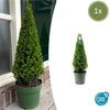 1x Ilex piramide 55 cm hoog |Ø21 cm