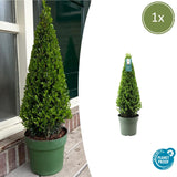 1x Ilex piramide 55 cm hoog |Ø21 cm