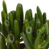Crassula mix 8.5 cm - 3x - in witte pot