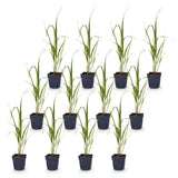 Green boutiQ - Grassen - Molinia arund. Karl Foerster - Pijpestrootje - Met Pluim - Groen - 12 Planten - Pot 11cm - Hoogte 15-25cm