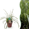 Green boutiQ - Siergrassen - Carex morrowii Ice Dance- Wit & Groen - 1 Planten - Groenblijvend - Winterhard - Pot 17cm Hoogte 50cm