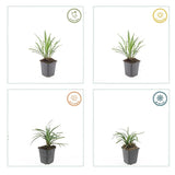 60x Liriope muscari 'Ingwersen' - ↕10-25cm - Ø9cm