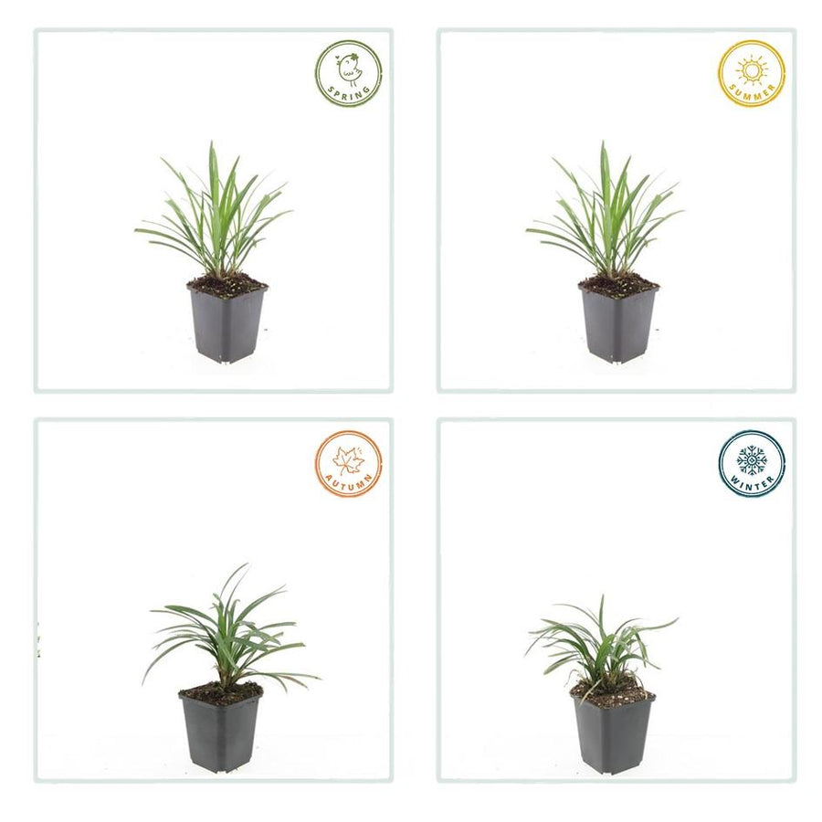Liriope muscari 'Ingwersen' – 60 planten · pot Ø9 cm · 10-25 cm hoog (foto 4)