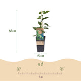 Green boutiQ - Fruitplant - Acitinidia arguta Issai - Kiwiplant - Zelfbestuivend - Groene Vrucht - 2 Planten - Pot 15cm - Hoogte 50cm