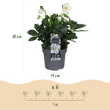 Green boutiQ - Tuinplant - Kerstroos - Helleborus Christmas Carol- Witte Bloem -1 Plant - Groenblijvend - Pot 14cm Hoogte 30cm