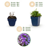 Green boutiQ - Vasteplant - Campanula portenschlagiana Tricolour - Perzikbladklokje - Bodembedekkend - Paars - Roze - Wit - 12 Planten - Pot 11cm - Hoogte 15-25cm
