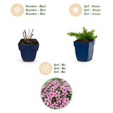 Green boutiQ - Vasteplant - Phlox Rosette - Vlambloem - Bodembedekkend - Roze - 6 Plant - Pot 11cm - Hoogte 15-25cm