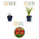 Green boutiQ - Vasteplant - Hemerocallis Autumn Red - Daglelie - Bijen en Vlinderlokkers - Rood - 24 Planten - Pot 11cm - Hoogte 15-25cm
