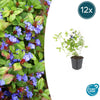 12x Ceratostigma plumbaginoides- ↕10-25cm - Ø9cm