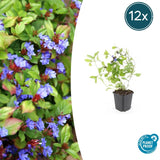 12x Ceratostigma plumbaginoides- ↕10-25cm - Ø9cm