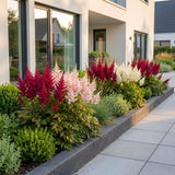 Green boutiQ - Vasteplant - Astilbe Tricolour - Pluimspirea - Schaduw - Paars - Roze - Wit - 12 Planten - Pot 11cm - Hoogte 15-25cm