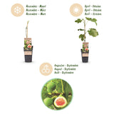 Green boutiQ - Fruitplant - Ficus carica Brown Turkey - Vijgenboom - Winterhard - Groen - Paarse Vrucht - 2 Planten - Pot 15cm - Hoogte 50cm