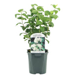 Green boutiQ - Boerenjasmijn - Philadelphus Snowbelle - Bloem Wit - 1 Plant - Bladverliezend - Weinig Onderhoud - Pot 17cm Hoogte 45cm