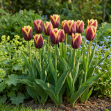 120x Tulipa My Favourite Topping - Tulp Mijn Favoriete Topping - Diversen - Voorjaarsbloeier - Bolmaat 11/12